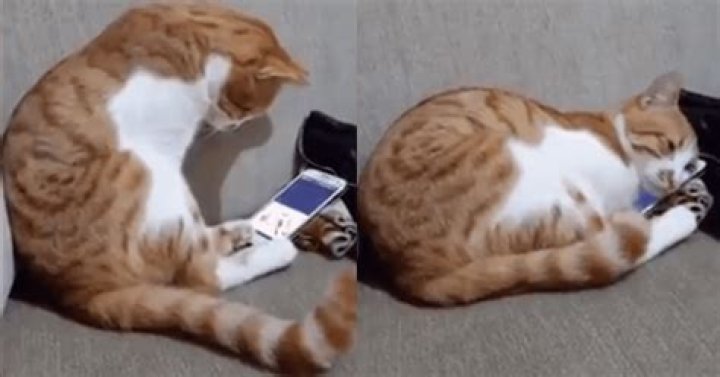 Cat Watches The Last Video Of His Deceased Owner And Ends Up Hugging The Cell Phone
