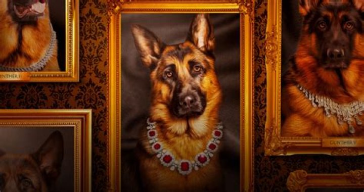 Duke The Dog Net Worth, Age, Height, Bio, Birthday, Wiki!