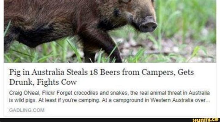 Pig Steals 18 Cans Of Beer From Campers, Gets Drunk & Starts Fight With Cow
